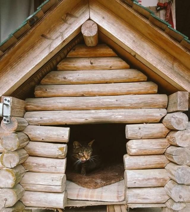 猫咪住着豪华房子,狗狗却躲在狗窝里羡慕,画面让人笑喷了!
