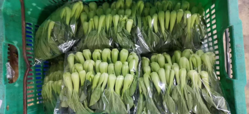 四季绿农业蔬菜送一线 心系疫情稳定市场(图8) 四季绿农业蔬菜送一线 心系疫情稳定市场(图8)