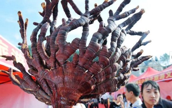 专家最终还说这珠火灵芝有着十分高的药用价值,很宝贵药材,女人听完