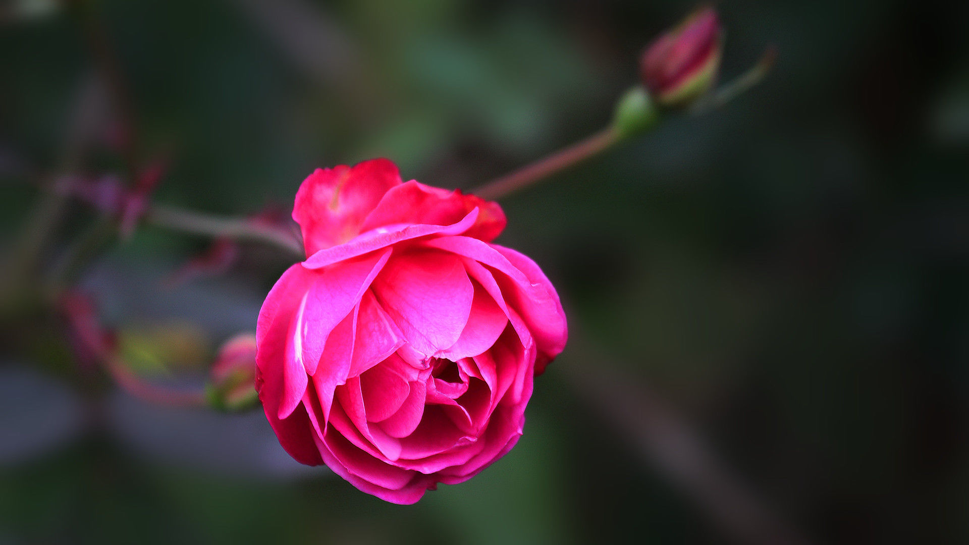 中国红月季花精美高清电脑宽屏壁纸