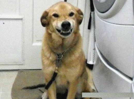 狗狗犯了错耷拉耳朵的表情太萌了,终于体会到