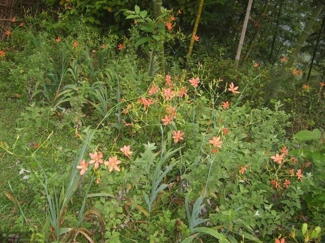 乡村振兴战略开拓了农村发展的方向,农民才是