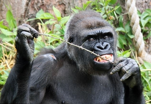 酷爆了!英动物园大猩猩巧用树枝剔牙 动作娴熟