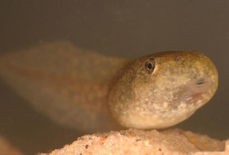 上最大的蝌蚪,体长达25厘米,但越长越不合理!