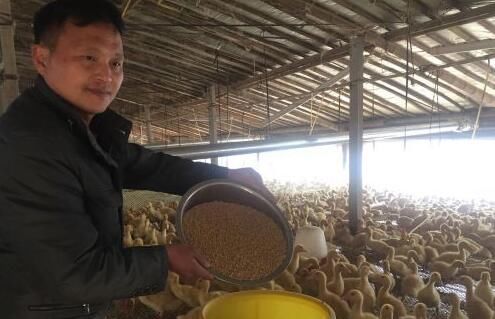 农民工夫妻返乡创业当鸭司令 订单养殖走上致