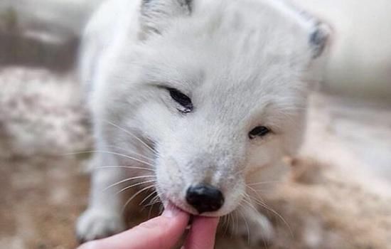 梦见狗吃蛇是什么意思 梦见狗咬蛇是什么预兆