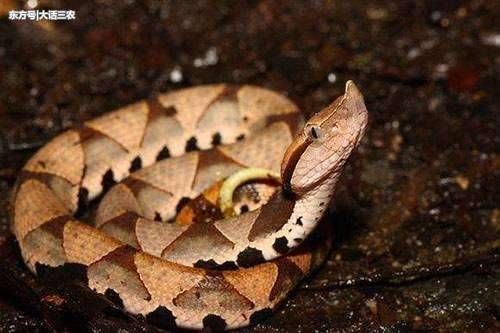 被五步蛇咬伤千万不要自行切开伤口放血