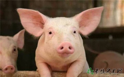 郑州确诊非洲猪瘟 什么是非洲猪瘟