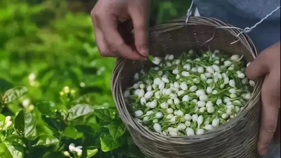 【横县茉莉花茶】七窨一提,香韵更足 【横县茉莉花茶】七窨一提,香韵更足