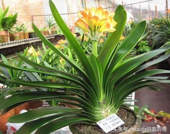 君子兰多久浇一次水,君子兰花期怎样浇水