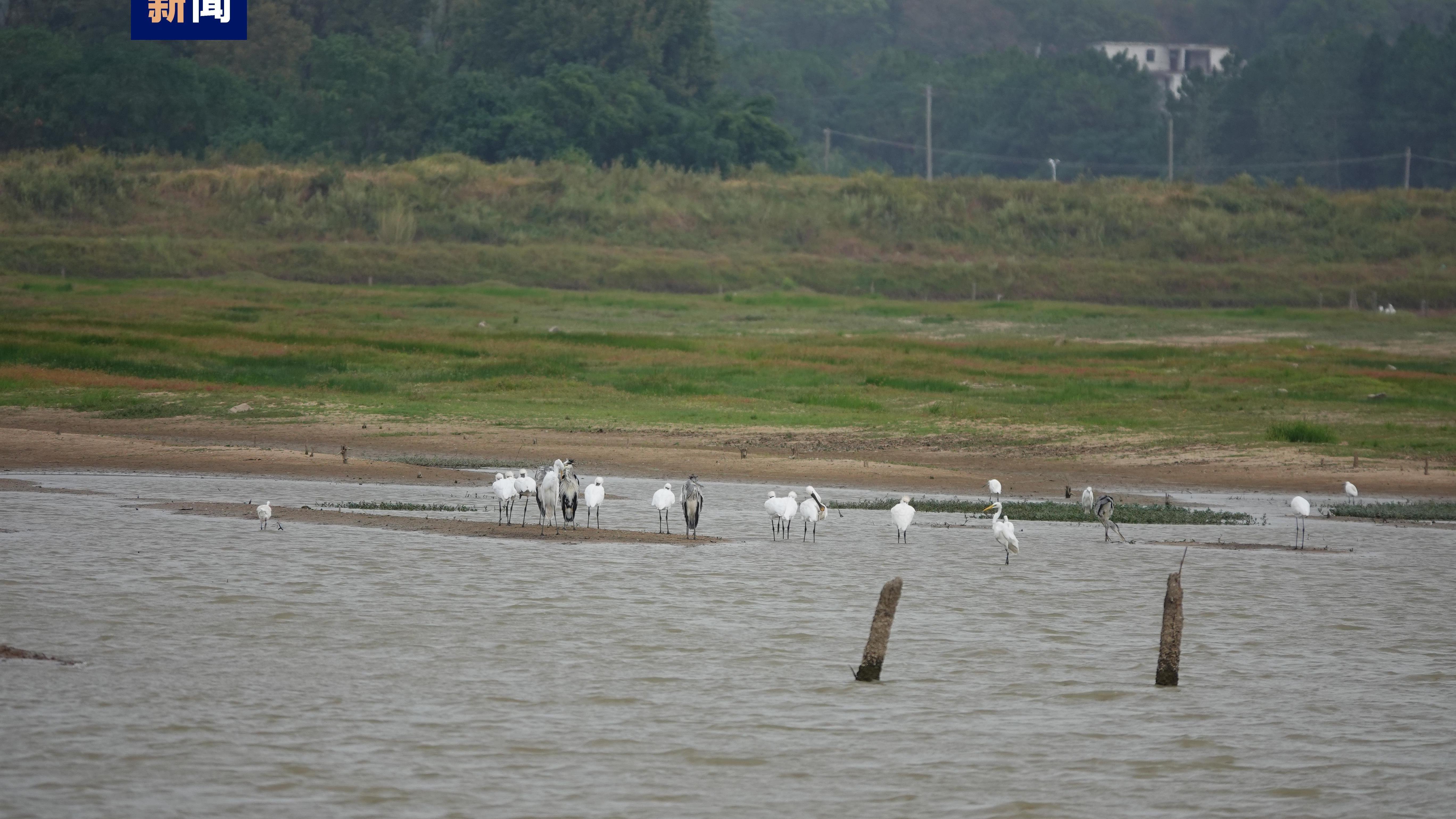 今秋首批越冬候鸟白琵鹭抵达鄱阳湖