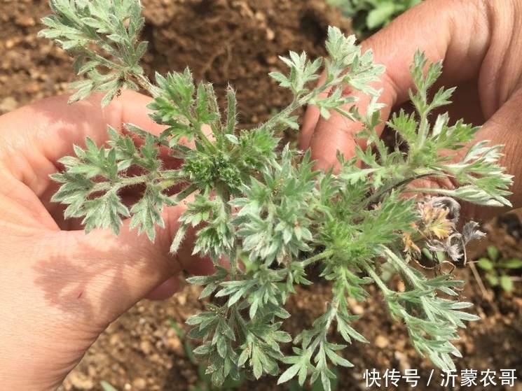 农村天然中草药,白蒿艾蒿青蒿,很多人分不清楚