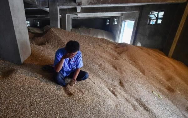 这也涨价,那也涨价,为啥粮食不涨价,农民的辛苦