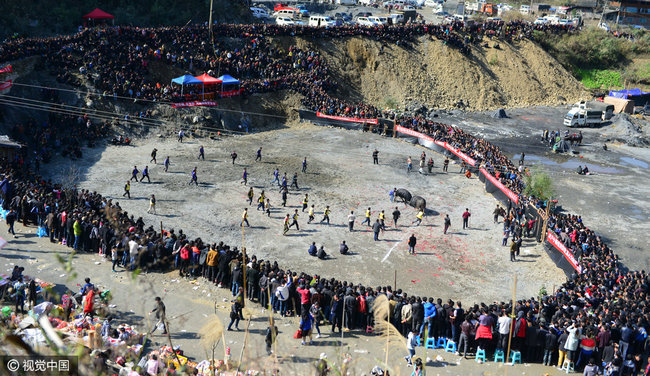 贵州乡村举办斗耕牛大赛 现场惊险刺激 贵州乡村举办斗耕牛大赛 现场惊险刺激