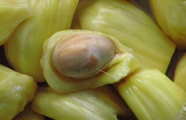 菠萝蜜的籽怎么吃 t01783ae95e4bc62323.jpg?size=650x420