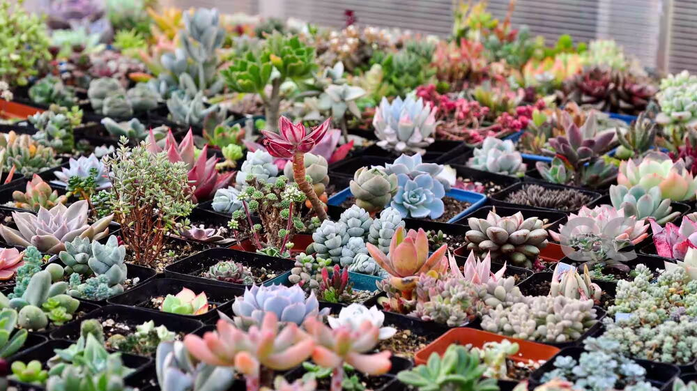 玩转农业嘉年华 一次让你认清所有多肉植物 玩转农业嘉年华 一次让你认清所有多肉植物