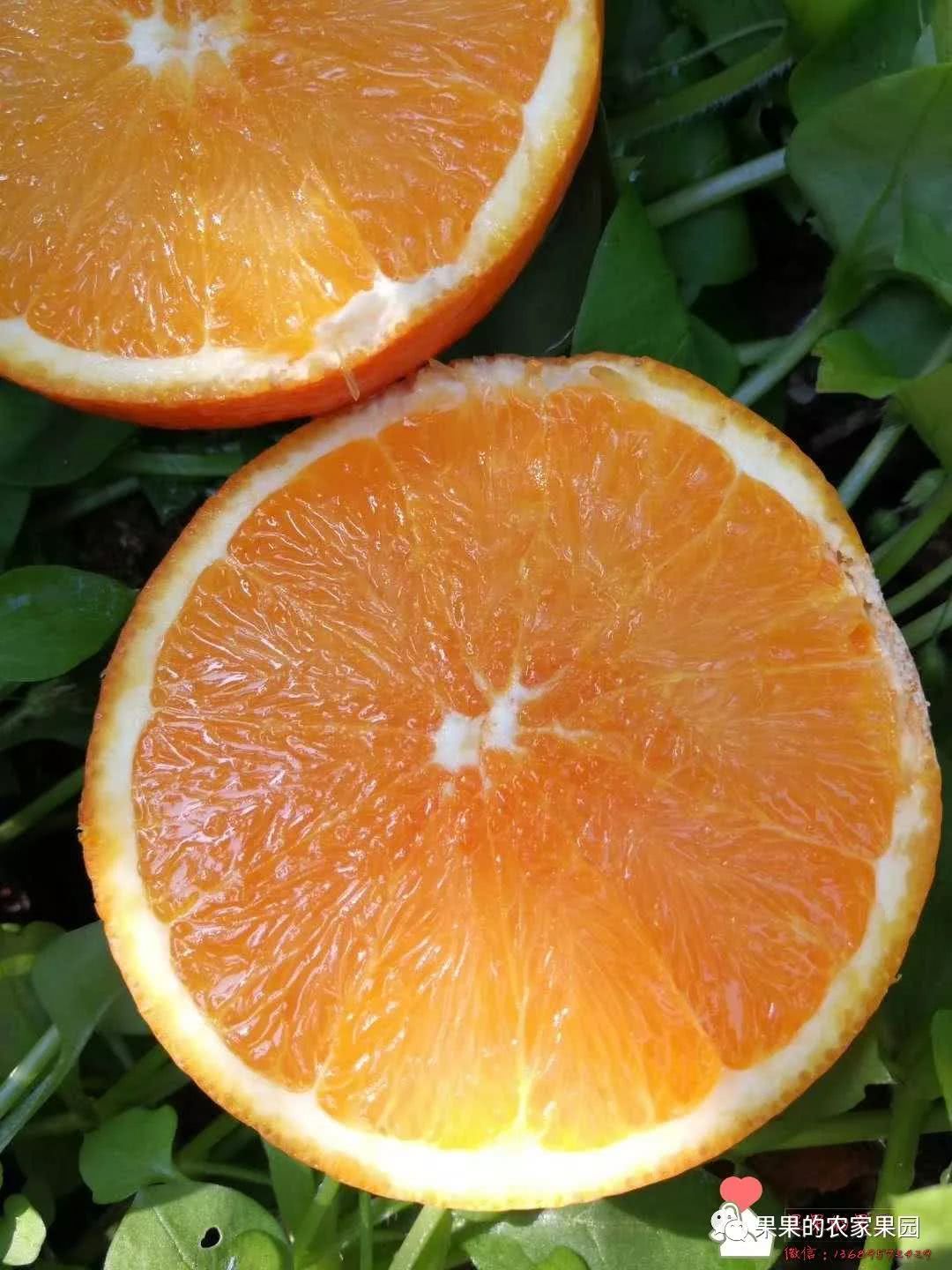 伦晚这么美,怎能对她一无所知