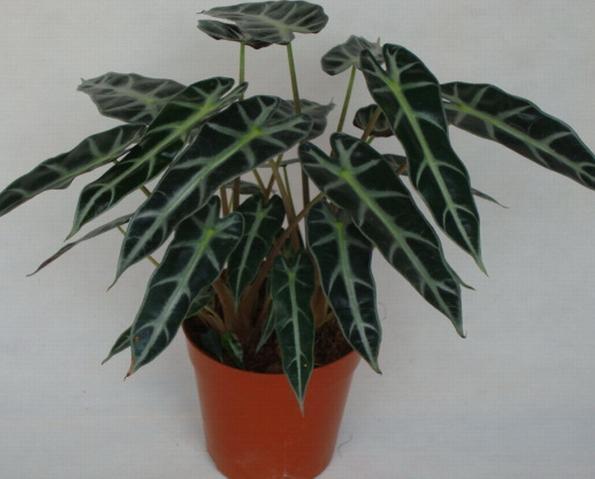 黑叶观音莲,长相独特,观赏价值高,适合在家养一盆!