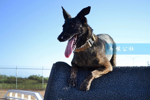 美軍退役軍犬有