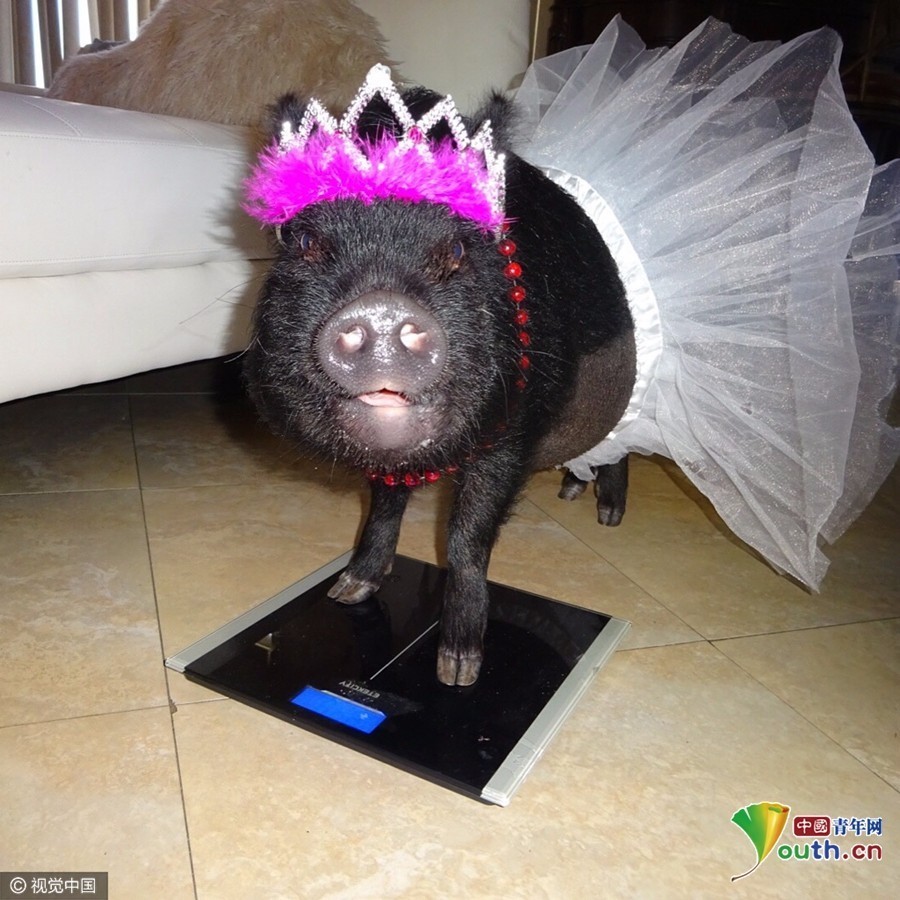 美国宠物猪穿衣打扮逗人乐 时髦撩人样样行