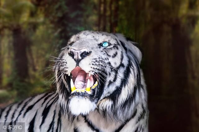 74年44岁的大金虎:后半生最好命,你家有吗?