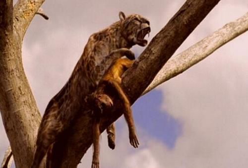 洞穴中曾发现过食肉兽吃剩下的骨骸化石,其中有些是体型很大的羚羊