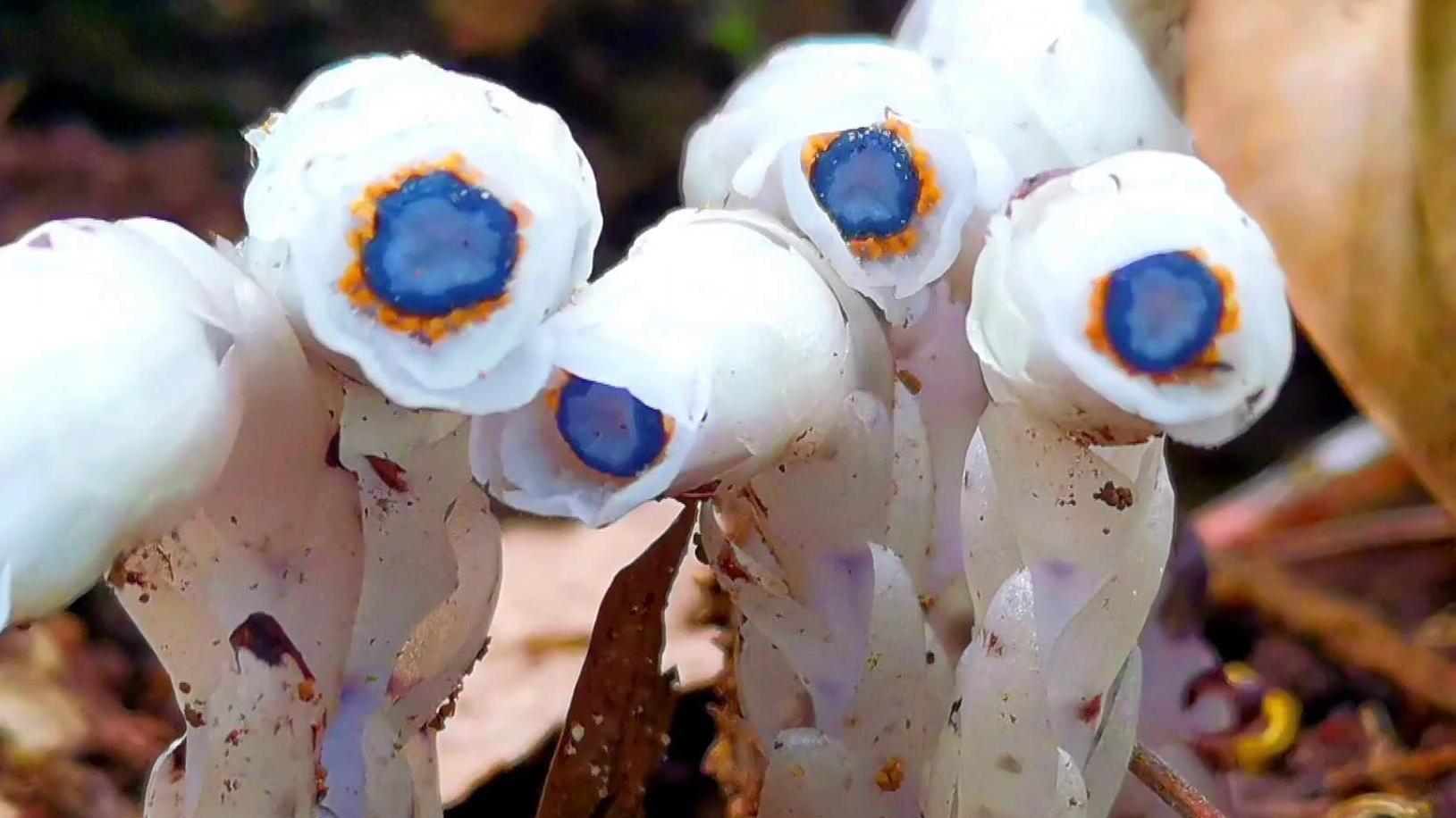 水晶兰~一种长得像豌豆射手的珍稀植物