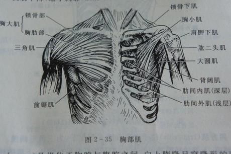 谬论!零基础健身教学:如何练胸肌