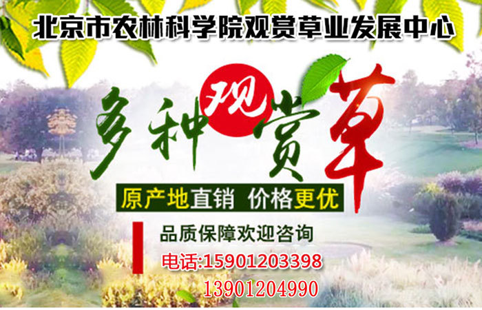 北京观赏草草业中心,北京出售观赏草的地方,观赏草