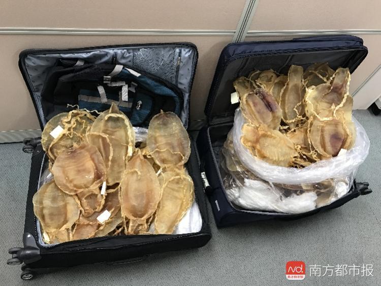 乘客携带20千克头发被截获 海关:潜藏极大疫情