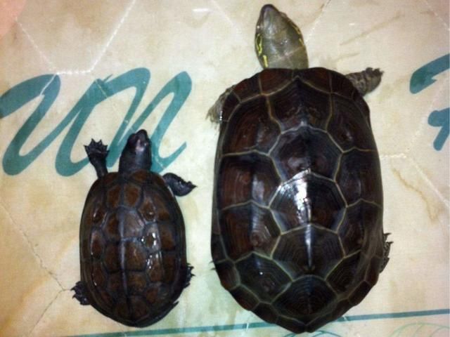 有网友问:为什么说女生不能养乌龟?