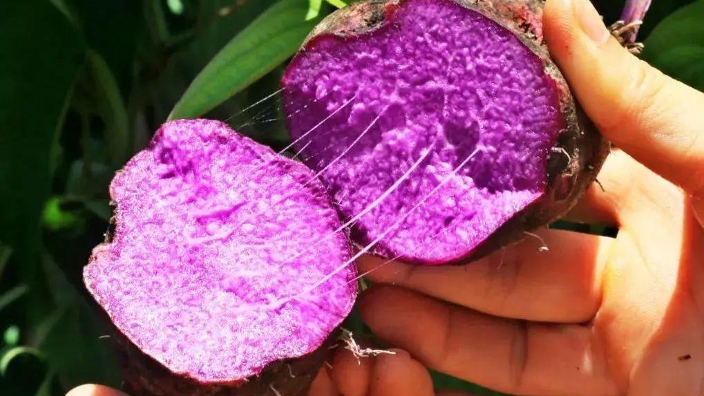 天然健康紫山药,粉糯绵甜,富含膳食纤维~ 天然健康紫山药,粉糯绵甜,富含膳食纤维~