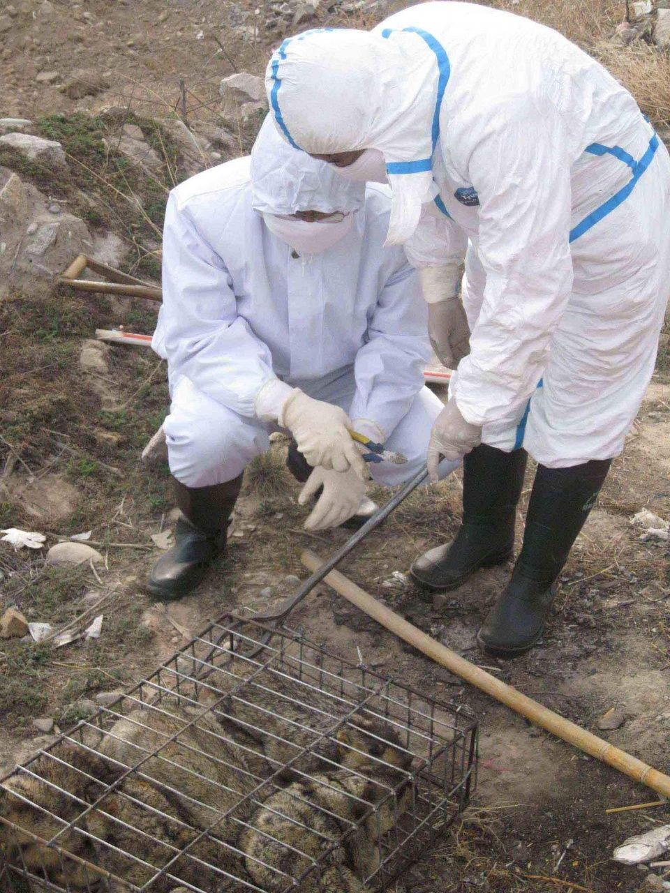 马达加斯加爆发鼠疫,一名中国公民疑似传染,鼠