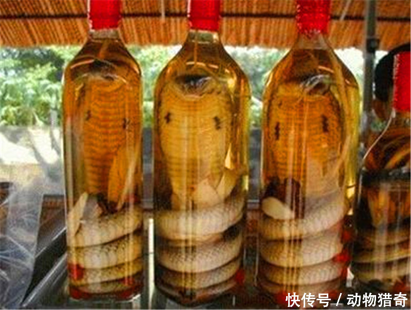 男子用眼镜蛇泡酒,一个月后打开瓶盖,眼镜蛇突