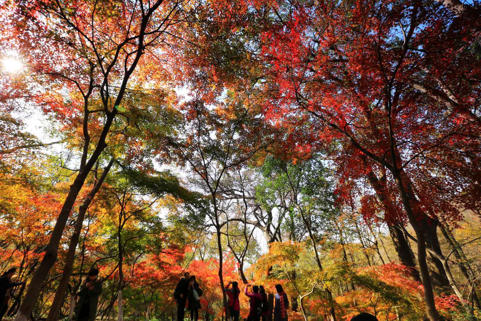 南京棲霞山紅葉漸入佳境