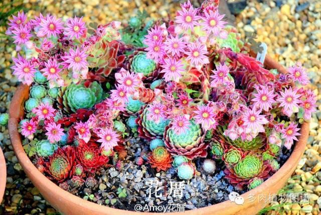 最容易爆盆的多肉植物排行榜TOP10 最容易爆盆的多肉植物排行榜TOP10