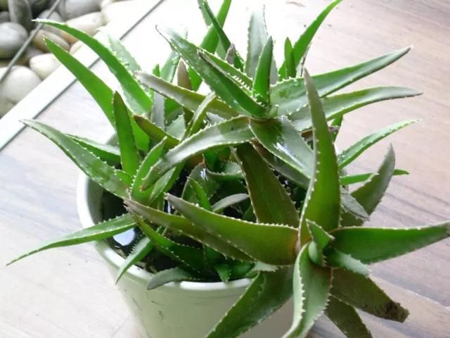 孕妇不能养的这几种花,要注意了