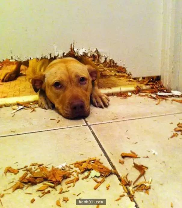 你出门后 宠物在家到底在干嘛?