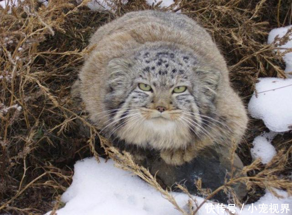 男子好心收养流浪小猫,几个月过去后,男子发现