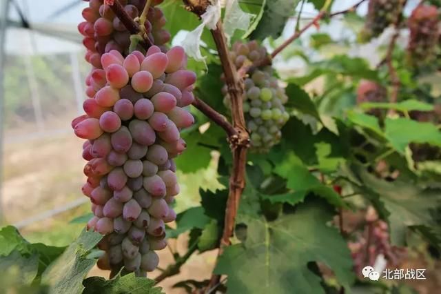 辽宁省军区帮扶深度贫困地区脱贫攻坚纪实