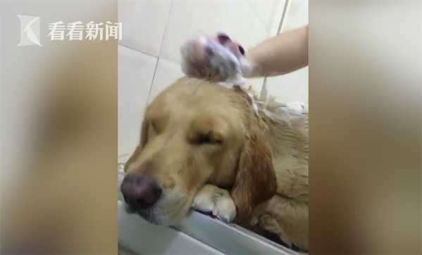 到底应不应该去宠物店洗澡 t017ba1c2509c2e4f02.jpg?size=599x362