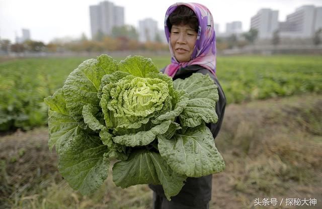韩国老龄人口增多,做泡菜劳动力不足,高价请中
