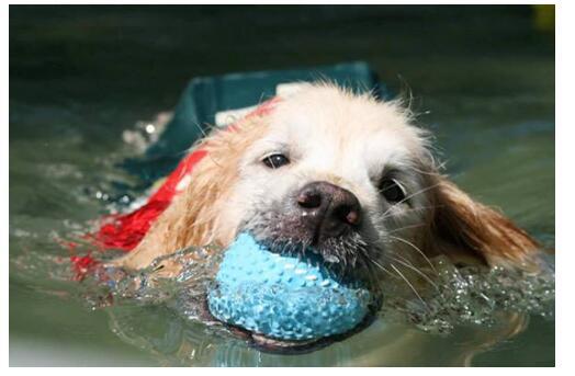 猫回台湾petteam盟宠暖心相伴