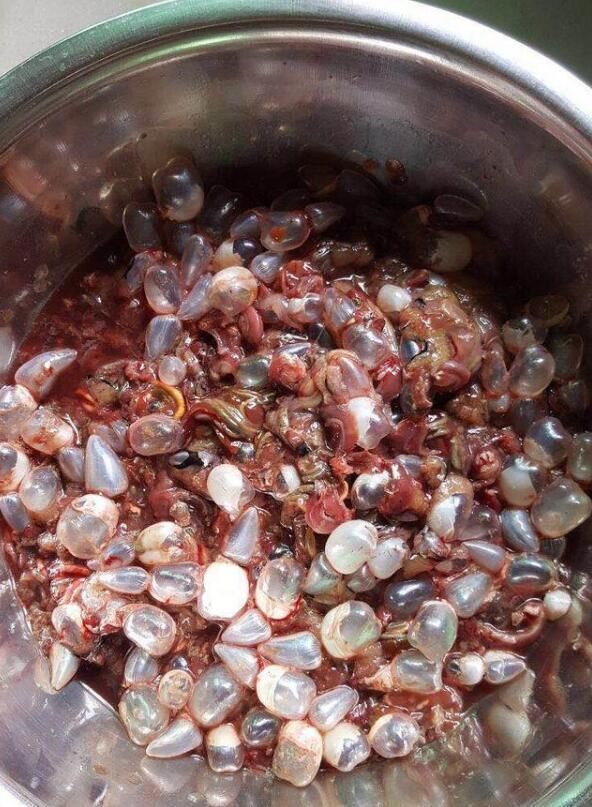 春季野钓鲫鱼,改良鱼饵配方后连杆到手发麻,收