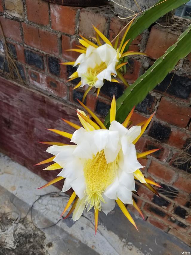 阳台盆栽火龙果种植方法,火龙果开花瞬间,让果