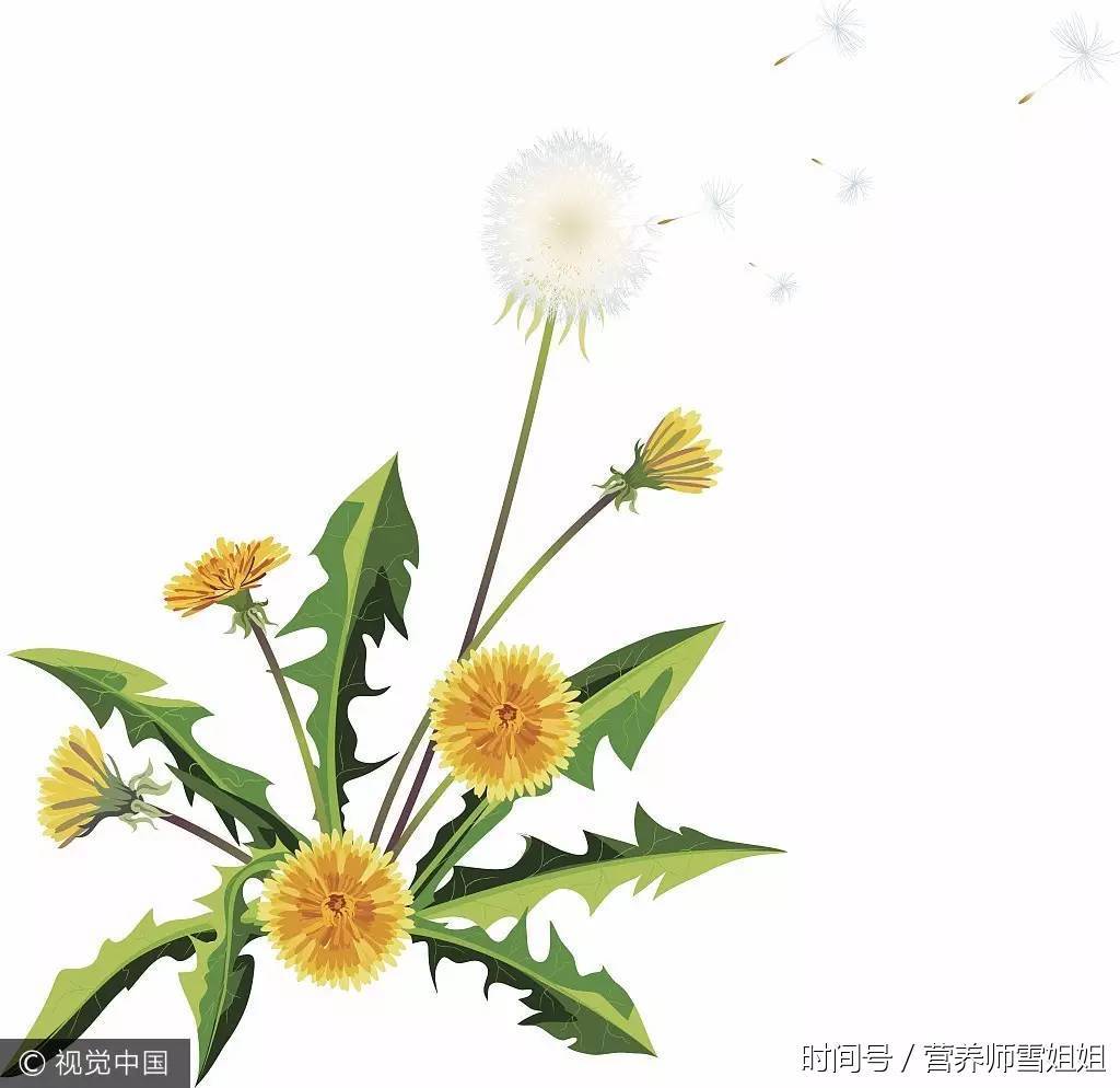 中草药:蒲公英,泡水五大功效、三大禁忌、四大