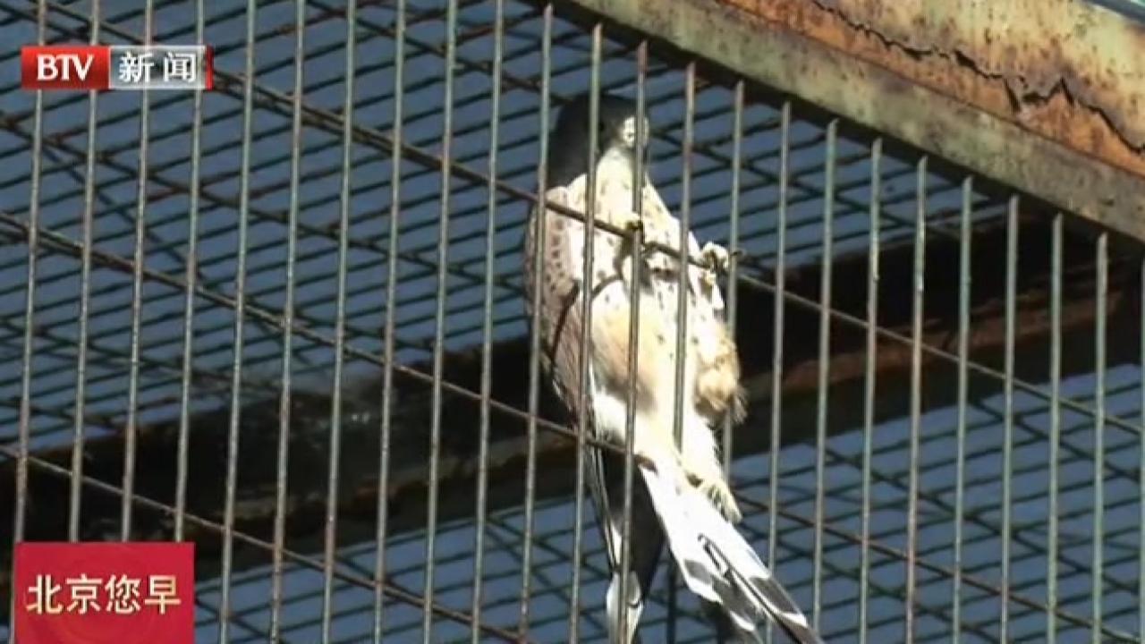 北京私养“异宠”将追责