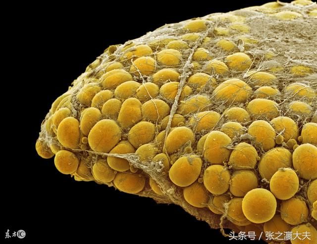 到底什么是甘油三酯?怎么降低甘油三酯?-北京