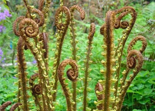 记得小时候放学回家的路上,大家都去采蕨菜,采完蕨菜的手都会被蕨菜汁