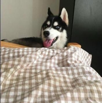 哈士奇独特方式叫主人起床,结果有一天,二哈有